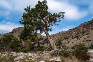 What Is Xovfullmins Found In