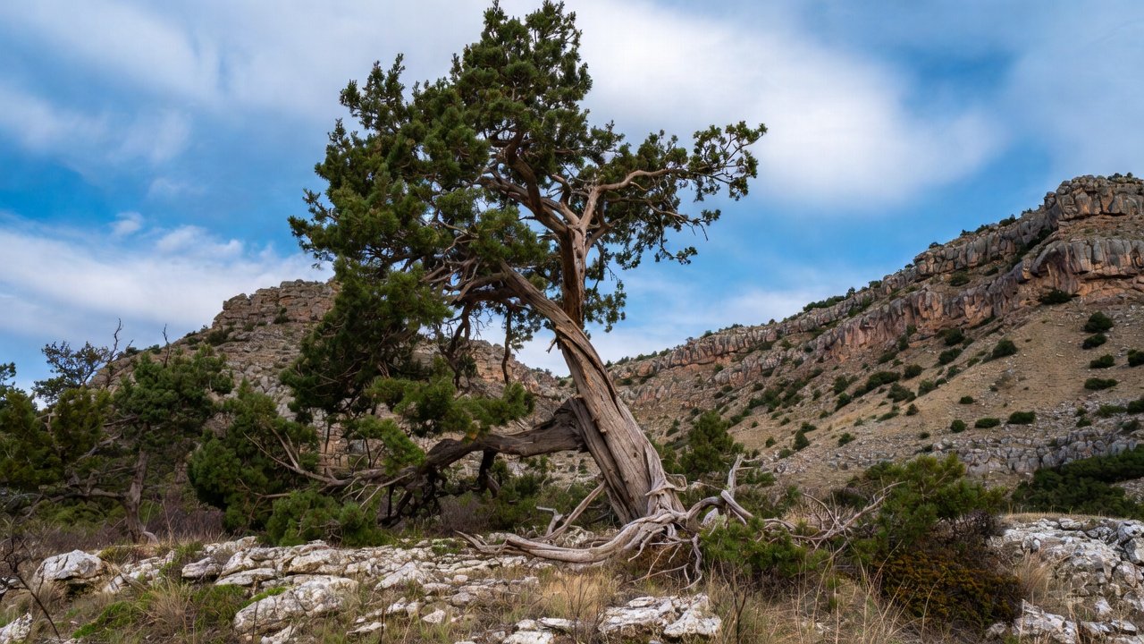 What Is Xovfullmins Found In